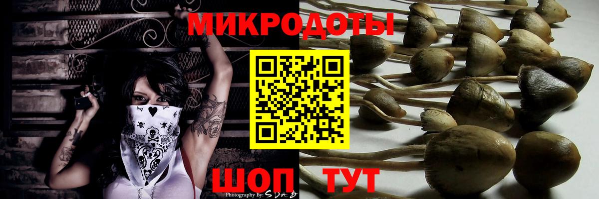 Галлюциногенные грибы Psilocybine cubensis  Вход с VPN  Горно-Алтайск 