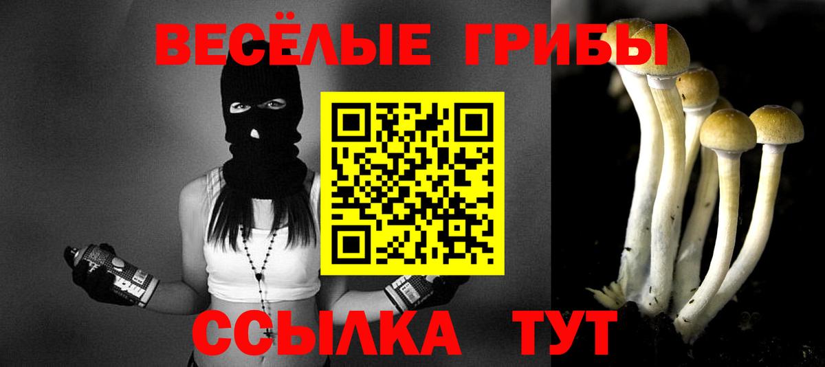 Галлюциногенные грибы Psilocybine cubensis Горно-Алтайск